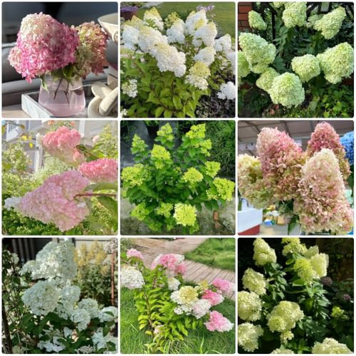 semi di ortensia a pannocchia - Ortensia paniculata - biologici semi da giardino arbusti vecchie varietà 500pcs