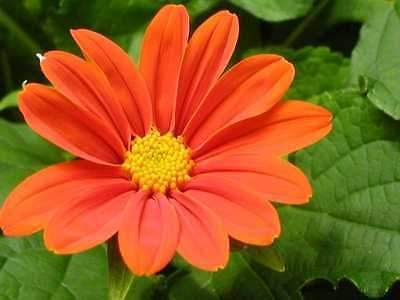 Mexican Sunflower - BEAUTIFUL!!! One of my favorite sunflowers-(500 - Seeds)