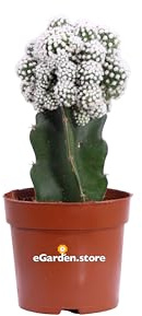 Pianta di Gymnocalycium Mihanovichii Deco pianta da interno pianta succulenta pianta decorativa di Gymnocalycium Cactus di Gymnocalycium pianta vera venduta da eGarden.store (Bianco)