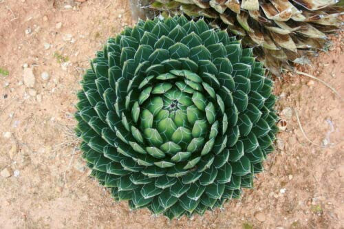 5 Grani d'Agave Pure Victoria (Agave Victoriae Reginae) G785 Grani Semi