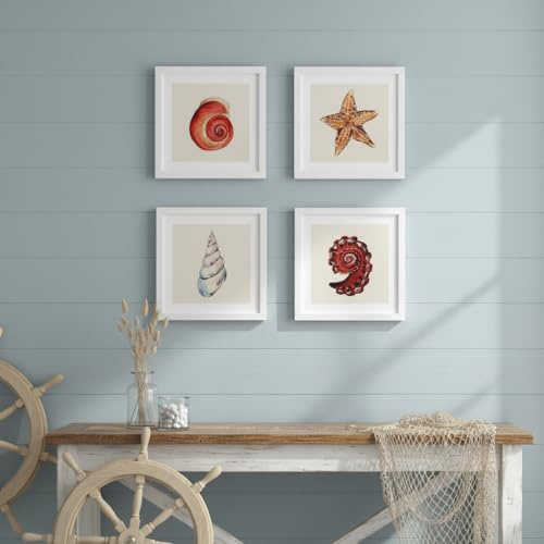 Nacnic Set 4 Stampe artistiche vintage quadrate. Rappresentazione conchiglie di mare. Immagini di spiaggia e oceano. Raffigurazioni della natura. Decorazioni domestiche o ufficio.