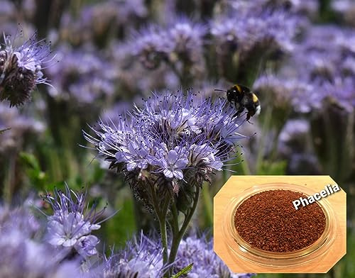LanDixx Phacelia 500 g Bienenweide Saatgut Imkerpflanze