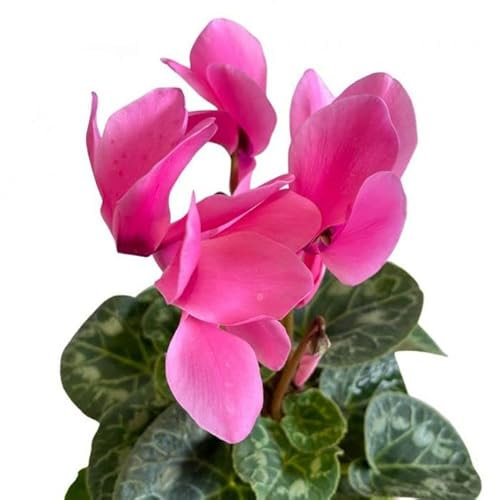 Cyclamen Persicum | Color Rosa| Violeta de los Alpes | Planta Natural | Flores Rosas