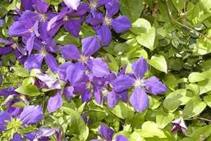 Clematis 'Jackmanii' – Winterhart, Mehrjährig, Pflegeleicht – Waldrebe – Kletterpflanze für Pergola & Rankhilfe