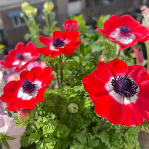 semi di anemone, perenne, decorazione autunnale, balcone resistenti biologici, resistenti per il giardino 55pcs