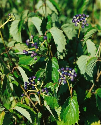 Pfeilblatt-Schneeball Viburnum dentatum Blue Muffin 150-175 cm winterhart