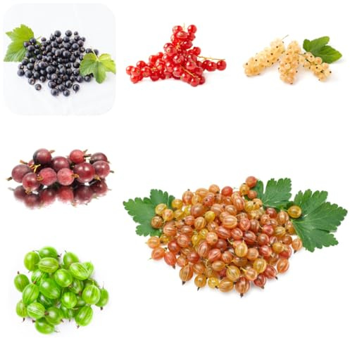 semi di uva spina resistenti - semi di colonnare da balcone esotiche re serre balcone regali per gli amanti 300pcs