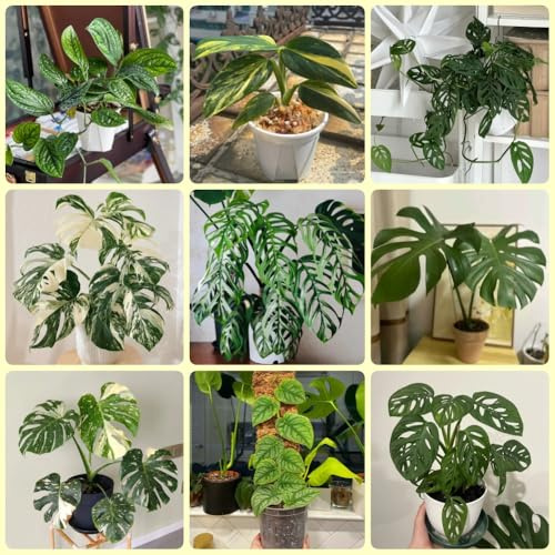 Semillas de Monstera, Monstera Deliciosa Variegata, semillas de interior Las perennes son 200pcs
