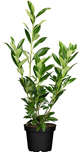 Kirschlorbeer Prunus laurocerasus Caucasica 80-100 cm winterhart | Sichtschutz für den Garten, schnittverträglich, robust, sonnig bis halbschattig, ideal für dichte Hecken