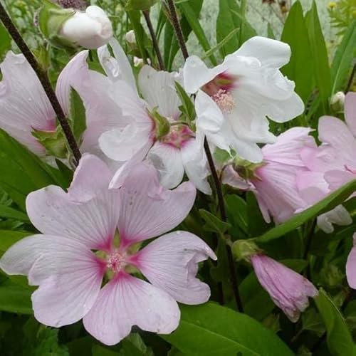 6x Buschmalve 'Barnsley' - Lavatera ‘Barnsley’ - Topf 9x9cm
