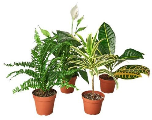 Set Plantas Purificadoras del Aire Naturales: Helecho (Nephrolepis Exaltata), Lirio de la Paz (Spathiphyllum), Tronco de Brasil (Dracaena Fragans) y Crotón Petra (Codiaeum Variegatum)