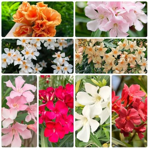 semi di oleandro, esotiche come per gli ospiti rare decorazione da giardino per esterni luoghi soleggiati da giardino esterni arbusti 16pcs