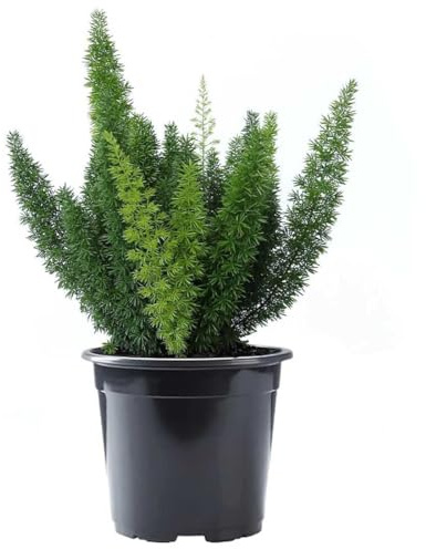 American Plant Exchange Foxtail Fern – 6-Inch Pot – Live Easy Care Tropical Plant with Arching Needle-Like Foliage for Indoor Décor, Patios, Containers, Hanging Baskets & Garden Landscapes