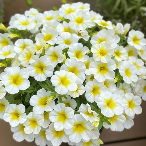 Calibrachoa semi di semi di ufficio riverdimento tetti balcone 10pcs