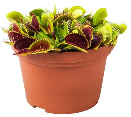 Planta Carnívora Viva Dionaea Muscipula o Venus Atrapamoscas