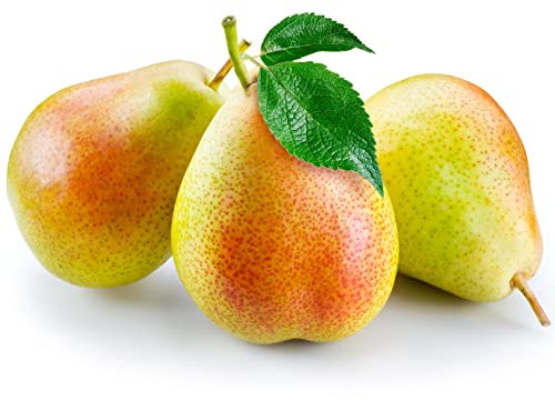 Pear Trees, Multi-Pack, 3 x Tall Plants in 10 Litre Pots, 1.2-1.4 Metre Height, Fruit Trees, Large Size, Mature, Pear, Garden Ready and Ready to Plant, Premium Quality Plants