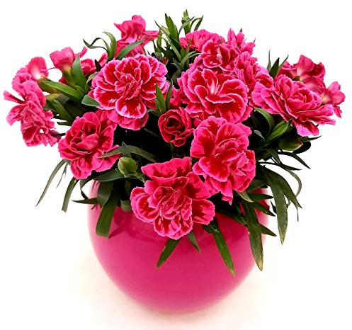 POWERS TO FLOWERS - GAROFANO ROSA INTENSO IN VASO CERAMICA SFERA FUCSIA, vaso 11, pianta vera