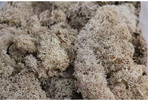 Biotope Aquatics Ltd Preserved Natural Reindeer Moss for Tillandsia Airplant Flower Arranging House Decoration Air Plant Craft Accessory (Natural No Colour)