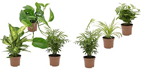 Dominik Blumen und Pflanzen, Zimmerpflanzen Tropic-Trio, Zimmerpalme und Dieffenbachia & Indoor-Trio - Kaffee-Pflanze Coffea arabica, Grünlilie Chlorophytum comosum und Zimmerpalme Chamaedorea