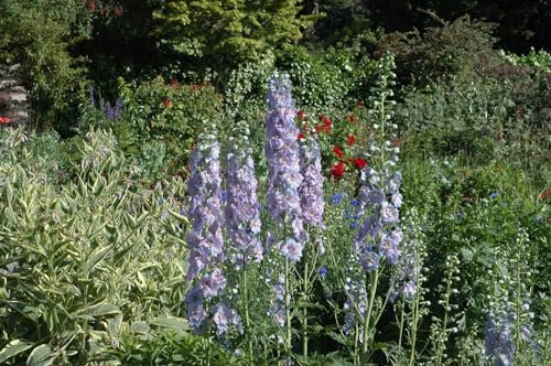 Delphinium x elatum 'Werratal' ca. 11x11 cm Topf - Rittersporn, himmelblaue Blüten, Blütezeit Juni-August, ideal für Rabatten, bienenfreundlich, pflegeleicht