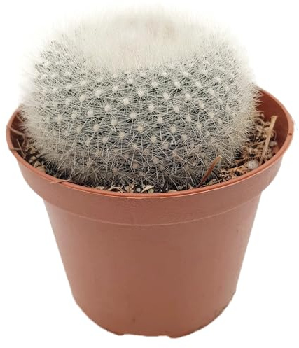 Fangblatt - Schneeballkaktus - Parodia haselbergii - 15 cm hoch im Ø 10,5 cm Topf - exotischer Kaktus - außergewöhnliche Zimmerpflanze