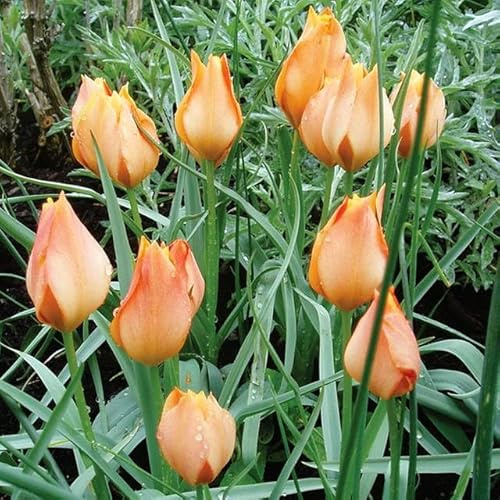 Botanische Niedriege Tulpen Tulpenzwiebeln Onion Farbe Sorte zur Auswahl Knollen winterhart mehrjährig Tulpe (Batalinii Bright Gem 5 Stk.)