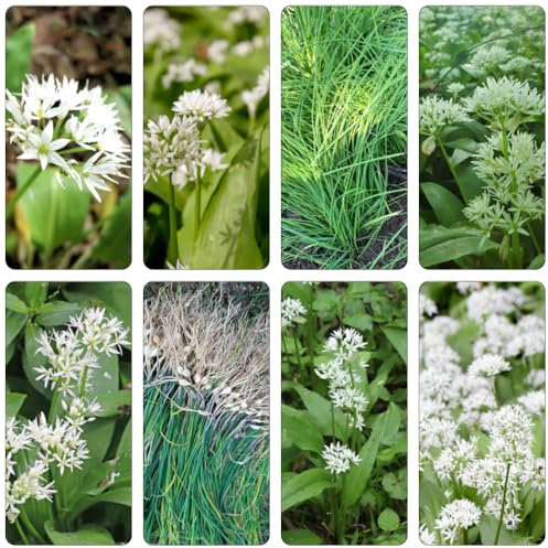 bärlauch gemüsesamen balkon hochbeet grünpflanzen wildblumen balkonblumen biosaatgut frühlingsblumen bärlauchpflanzen gartenkräuter kräutersamen blumensamen hochbeete für garten 600samen