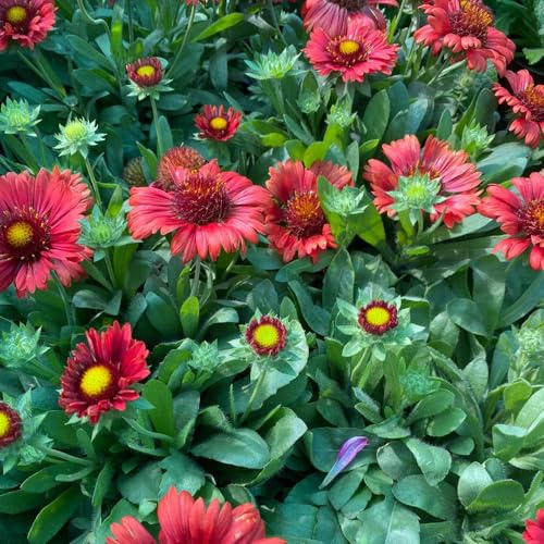 kokardenblumesamen winterharte garten kokardenblume gartenblumen, kräuterpflanzen schnittblumen winterhart blumenwiese mehrjährig 1200pcs
