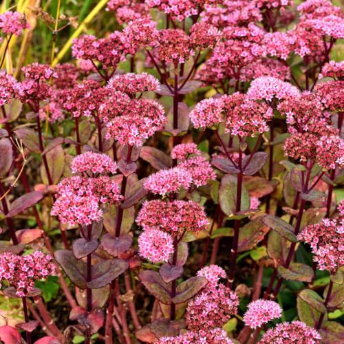 Sedum Matrona – 48 Pflanzen – Ø9cm – Höhe 10-25cm – Winterharte Fetthenne – Dunkelrosa Blüten – Trockenheitsresistent für Beet, Steingarten & Dachbegrünung