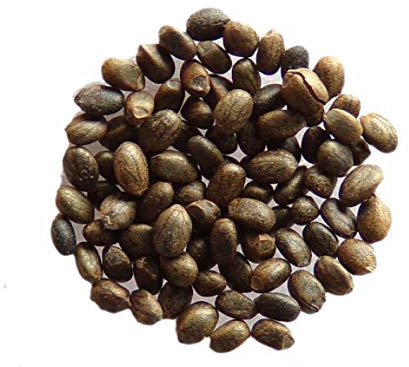 Sarriette Annuelle Bio - 0,20 grammes - Satureja Hortensis L. - Summer Savory - SEM02