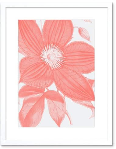 Wee Blue Coo Living Coral Clematis Flower Art Print White Framed Poster Wall Decor 12x16 inch