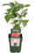 Frambueso Árbol Frutal Natural en Maceta para Cultivar Frambuesas
