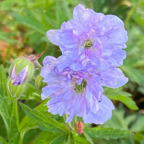 Semillas de geranio, de exterior resistentes Geranio wilfordii, de balcón resistentes semillas de cobertura del suelo 450pcs