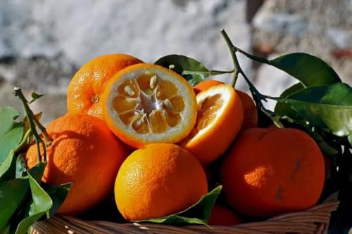 100 SEMI DI ARANCIO AMARO semi freschi
