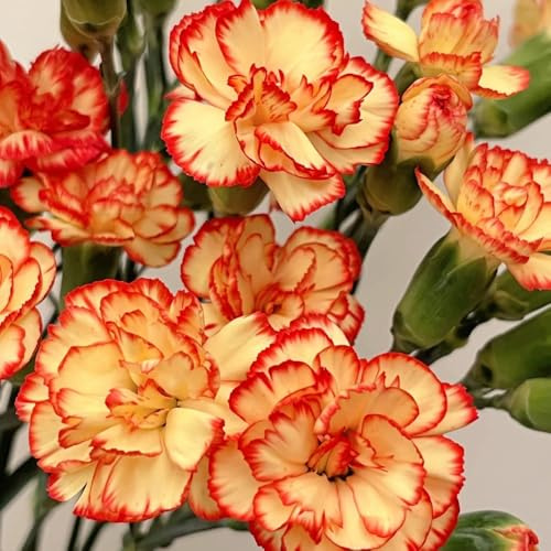 Nelkensamen wildkräuter gartendeko für draußen mehrjährige stauden winterhart gartensamen dekopflanze schmetterlingsflieder indoor garten blumenwiese herbstaussaat mehrjährig 300samen