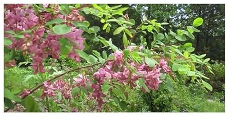 Pezzi - 10x Robinia Hispida Var. Fertilis Borstige Robinia Giardino Piante Seme ID1552 - Seeds & Plants Shop by Ipsa