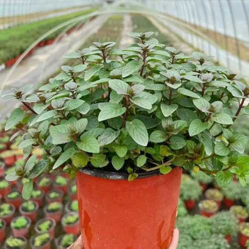 semillas de menta - jardín perennes y resistentes cubrir el suelo orgánicas balcón, raras 600pcs