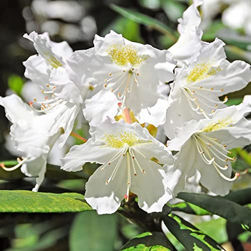 semi rododendro riverdimento tetti selvaggio, semina autunno, perenne balcone scalapante balcone serraio estate ufficio bonsái 85pcs