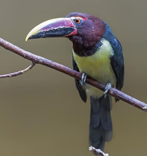 adrium Acryl-Bild 50 x 50 cm: Nahaufnahme eines grünen Aracari - Pteroglossus viridis (87010080)
