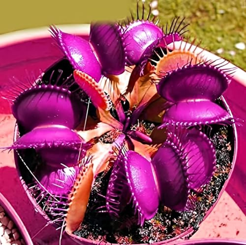 New 300pcs Venus Fly Trap Flower Seeds Violet Generic