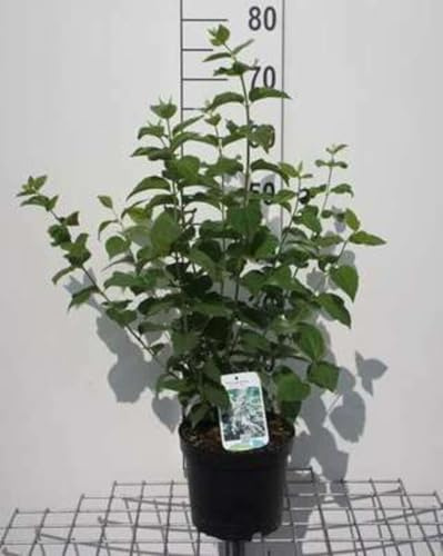 Philadelphus 'Bouquet Blanc' - Seringat 'Bouquet Blanc', Jasmin Des Poètes 50-60 cm en pot