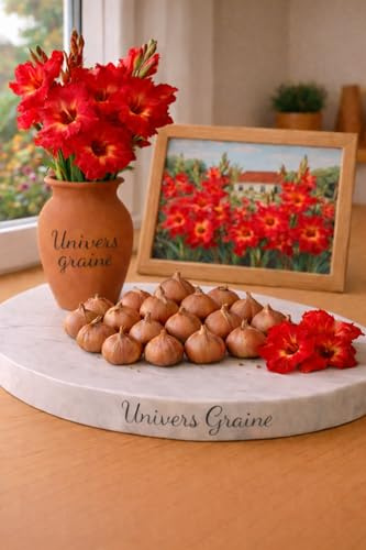 Lot de 20 Bulbes de Glaïeul - ROUGE – Gladiolus – Lot de 20 bulbes calibre 8/10 – Floraison élégante et spectaculaire - Fleur Jardin - 497