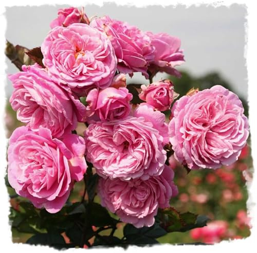 Summer Romance Rose Live Plant 1.5 Gallon Potted, Very Fragrant Pink Flowers, Own Root Floribunda, Stargazer Perennials