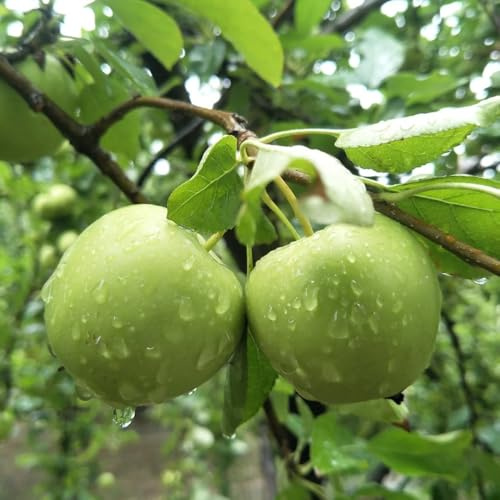 semi di melo - regali sostenibili di mela, giardino, sementi biologiche acquistare di antiche varietà rustiche per balconi 20pcs