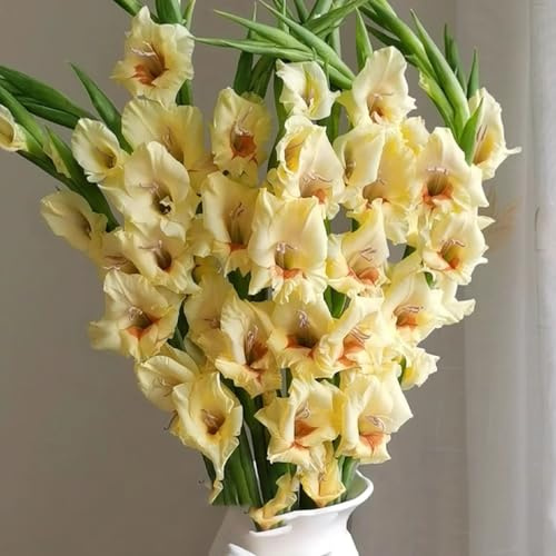 gladiolenzwiebeln balkonblumen ideale schnittblumen 25pcs