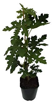 Gustissimo® Perretta® Fruchtfeige 25-50 cm Ficus carica große Früchte Feigenbaum 3 Liter Topf