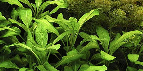 AquaOne Plante d'aquarium Lobelia cardinalis I Plante aquatique Plante d'aquarium Plante tige entièrement racinée Facile d'entretien Décoration d'aquarium