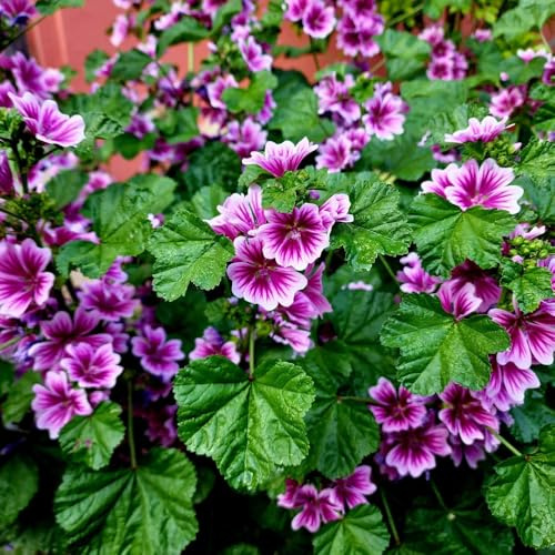 semi di malva selvatica - Giardino esotiche in resistenti da rocciose all'aperto 350pcs