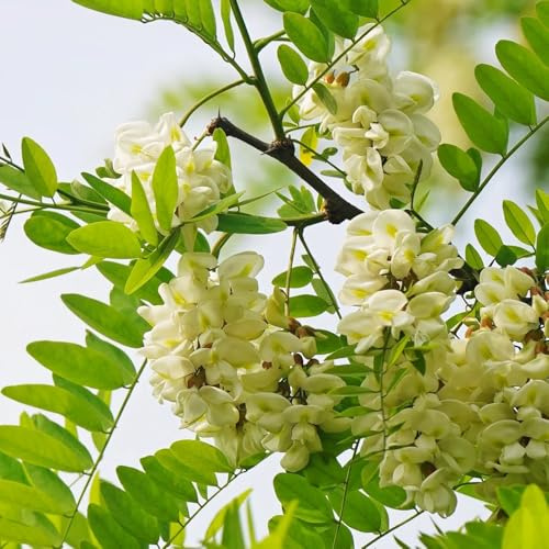 semi di sophora japonica - crescita biologici, vecchie varietà, appartamento mini giardino, vero 130pcs