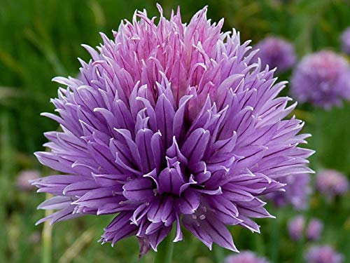 50 Samen Schnittlauch (Allium Schoenoprasum)